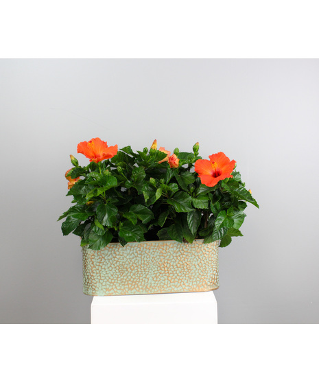 Blooming Plants