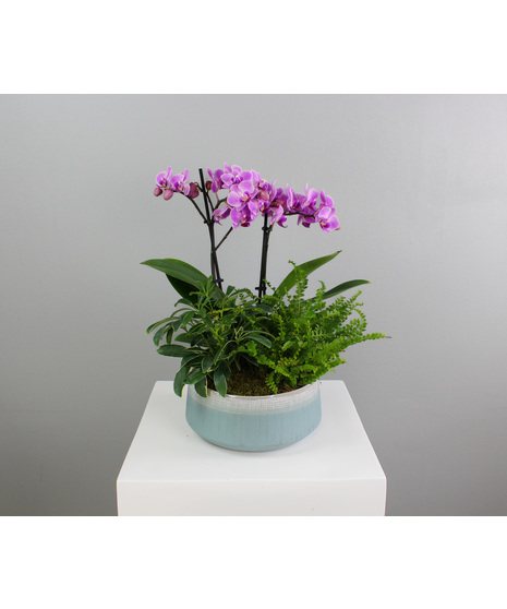 Orchid Hollow - Orchids & Lemon Button Fern in Ceramic Pot