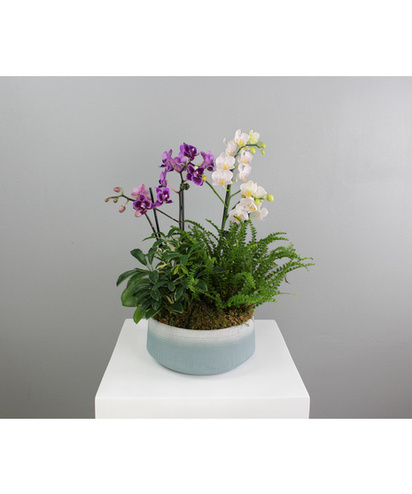 A tranquil retreat in miniature, Orchid Hollow is a lush botanical arrangement designed to evoke the quiet beauty of a hidden forest glade.
