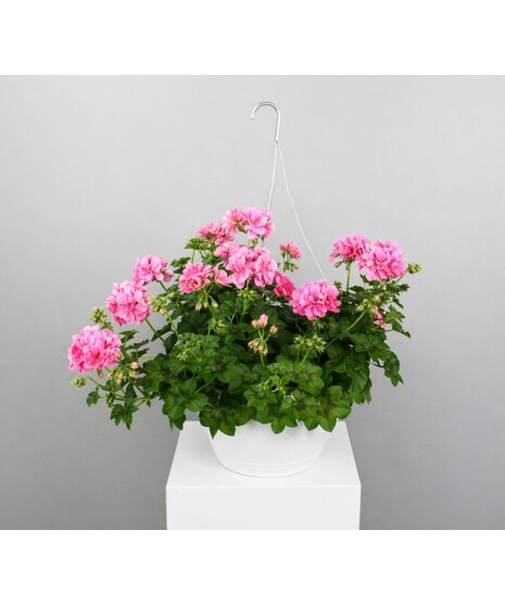 Ivy Geranium Hanging Basket