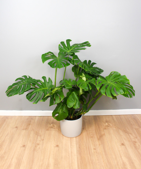 The Cornerstone Monstera - Monstera Plant in a Ceramic Pot