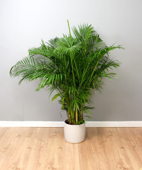 The Prestige Palm - Palm Plant in a Ceramic Pot