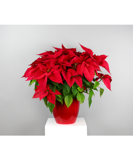 Jingle Bloom Poinsettia - 8