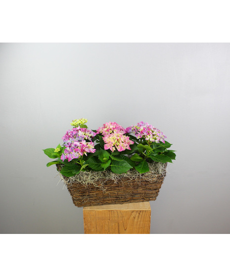 The Lavender Haze Hydrangea Basket is a stunning arrangement featuring three 4.5