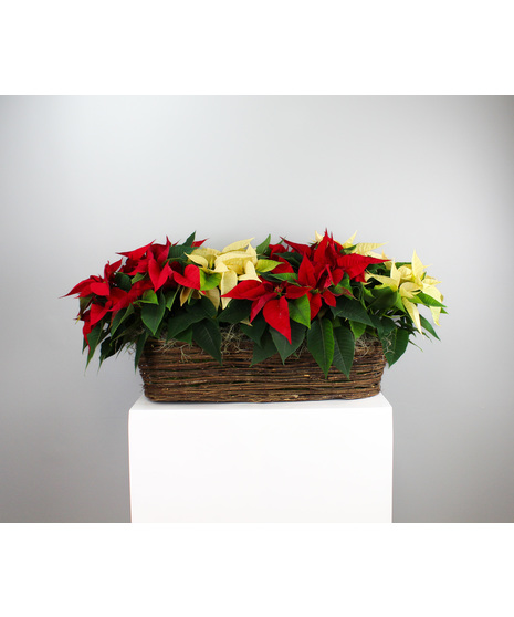 Candy Cane Poinsettia Canoe Basket