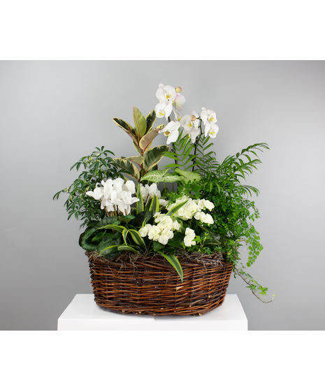 The Garden Whisper Basket is a serene blend of lush green foliage and elegant white blooming plants, artfully arranged in a natural woven basket.