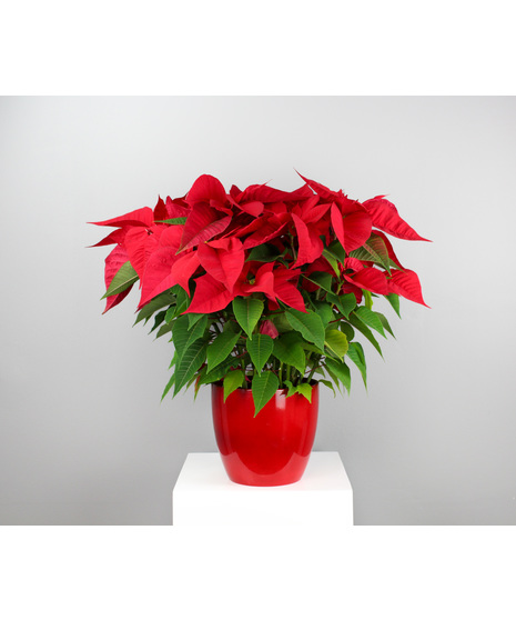 Crimson Classic Poinsettia - 7.5