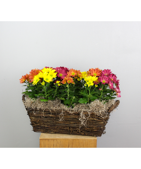 Mum Magic - 3 Mums in a Basket