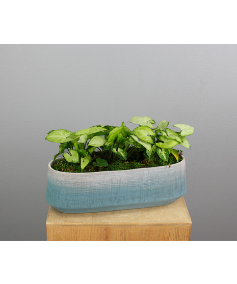 Green House Plants