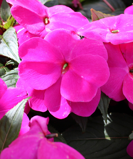 New Guinea Impatiens.  Lilac.