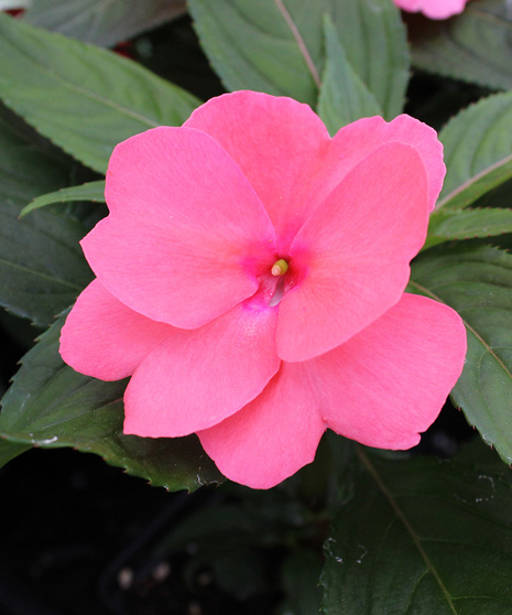 New Guinea Impatiens.  Sonic Salmon.