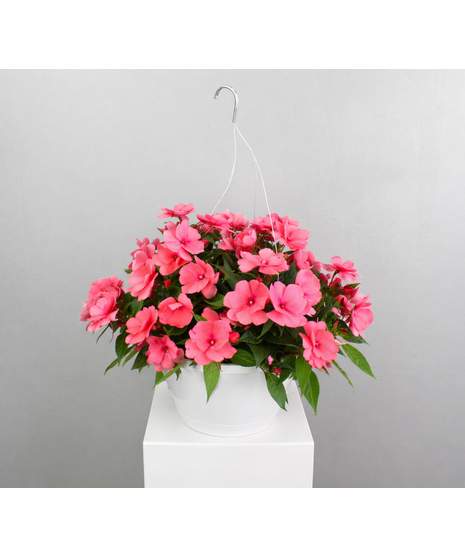 New Guinea Impatiens Hanging Basket