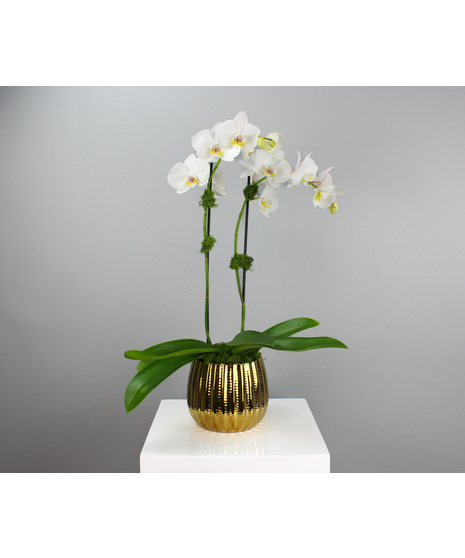 Golden Aura Orchid - Orchid Plant in Ceramic Pot