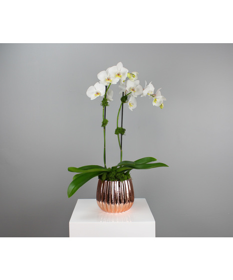 Pink Quartz Orchid - Orchid Plant in Ceramic Pot