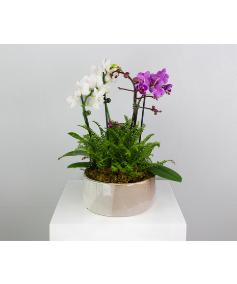 Orchid Hollow - Orchids & Lemon Button Fern in Ceramic Pot