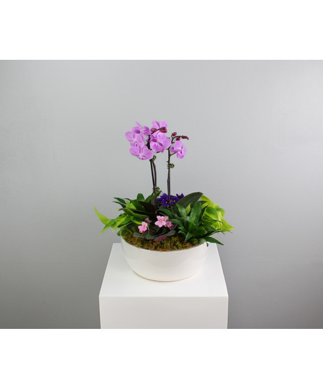 Blooming Plants