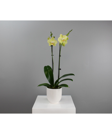 Smoky Quartz Orchid