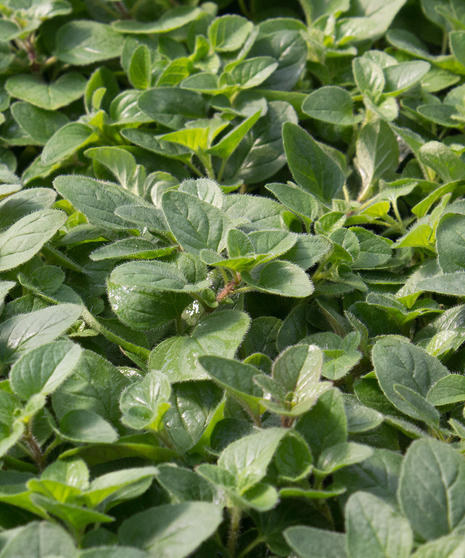 Oregano