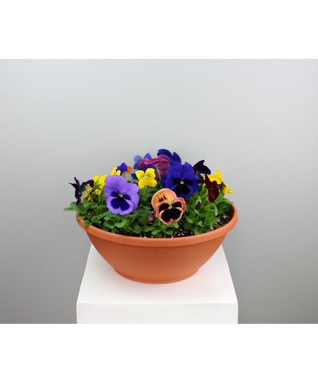 Pansy Patch - Dozen Pansy Basket