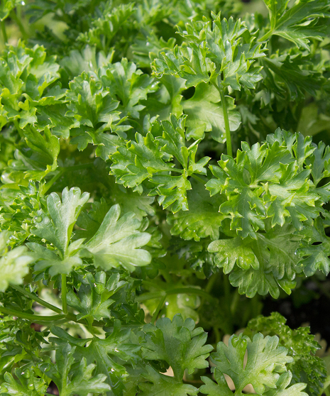 Curly parsley produces deep green, finely curled leaves that are high in iron and vitamins A and C.