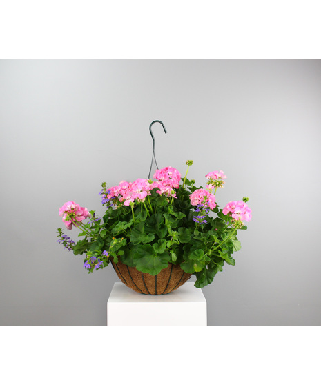 Geraniums and Annuals in Wrought Iron Hanging Basket
