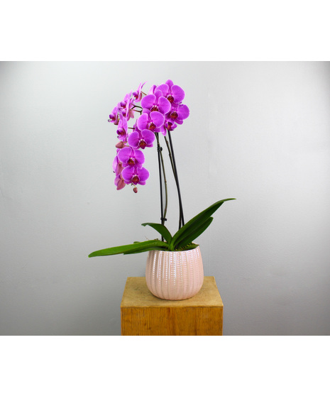 Pink Quartz Orchid - Orchid Plant in Ceramic Pot