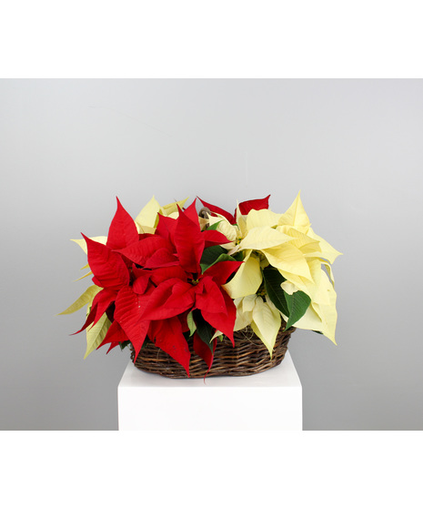 Merry Minis Basket - 4 Pixie Poinsettias in a Basket