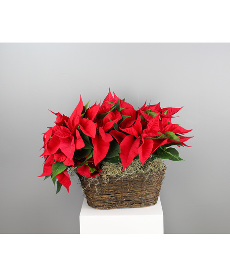 Holiday Poinsettia Duo Basket - 6