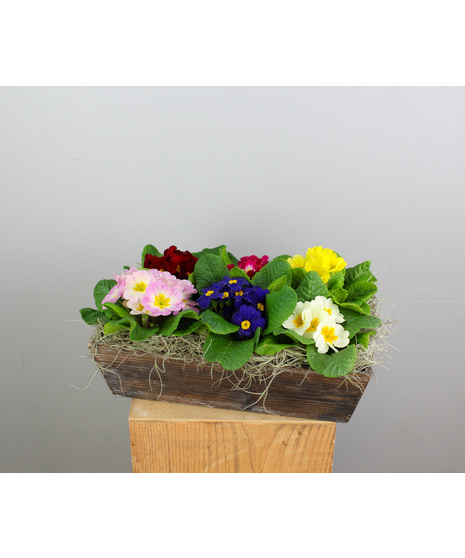 Primrose Passion - 6 Primroses in a Wooden Container