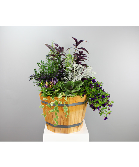 Purple Pride Barrel is a bold and vibrant celebration of fall color.