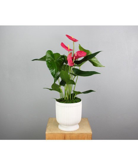Blooming Plants
