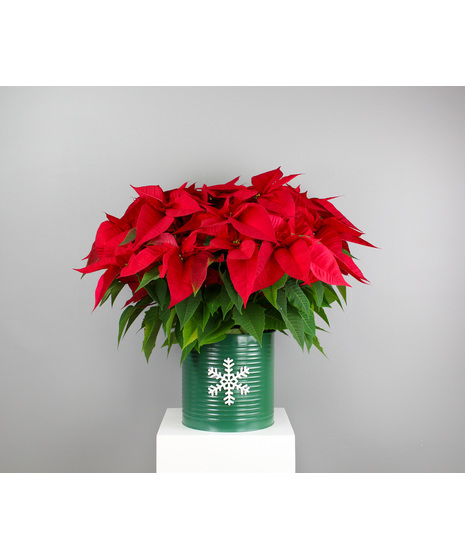 Plants, Wreaths & Evergreens