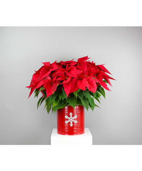 Bring the magic of the season home with our Snow-Kissed Poinsettia.
