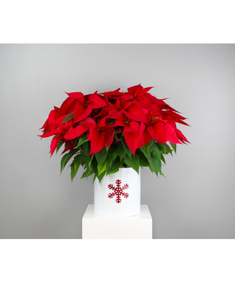Bring the magic of the season home with our Snow-Kissed Poinsettia.