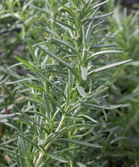 Rosemary