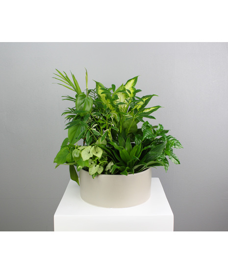 Botanical Bliss - Dish Garden