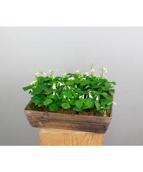 The Four-Leafed Fortune - Oxalis Plants in a Crate