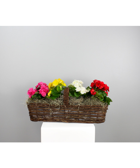 Rieger Rainbow - Small Rieger Begonia Canoe Basket