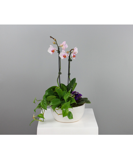 Botanical Brilliance