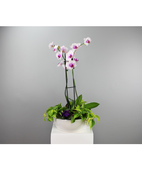 Botanical Brilliance