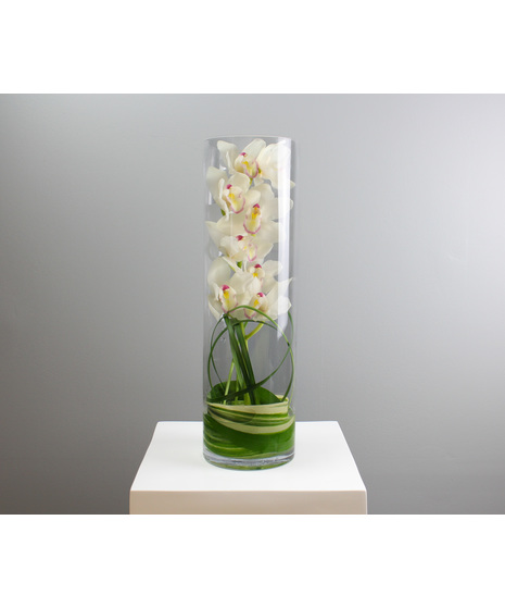 Stylish Sophistication epitomizes floral elegance with a slender, clear cylinder vase cradling a stunning stem of Cymbidium orchids.