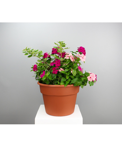 Blooming Plants