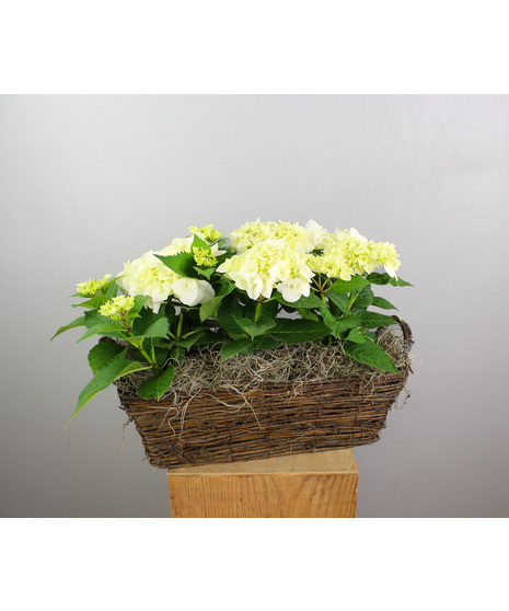 The White Lace Hydrangea is a timeless and elegant arrangement featuring three 4.5” white hydrangeas, beautifully nestled in a rectangular willow basket.