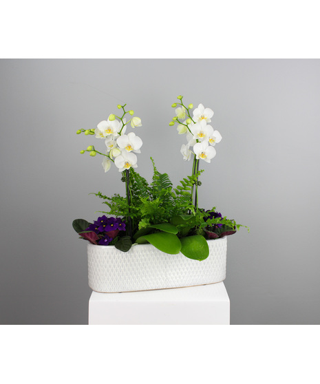 Graceful Orchid Garden is a refined and tranquil arrangement that beautifully blends elegance with natural charm.