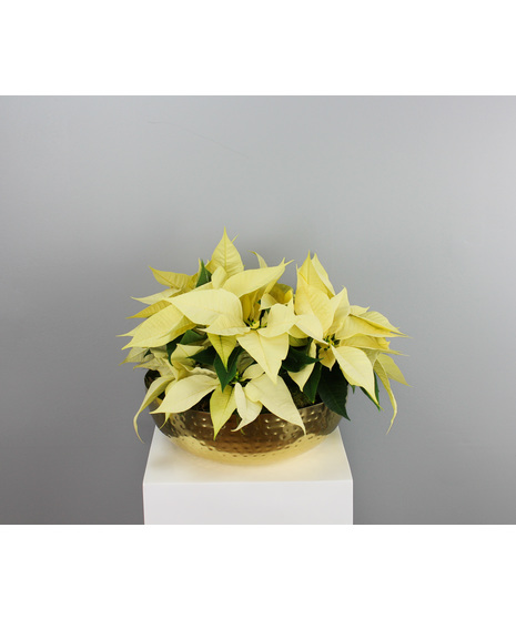 Bring radiant holiday elegance to any space with our Golden Glow Poinsettias.